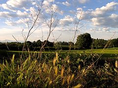 photo "field"