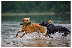 photo "Together"