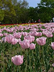 photo "Tulip field, Expo Park, Osaka"