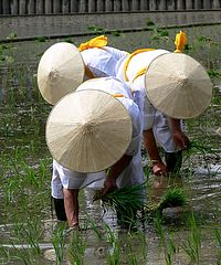 photo "Planting rice"
