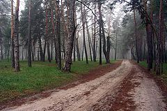 фото "Утро в лесу"
