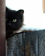 photo "***"