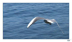 photo "Free as a bird"