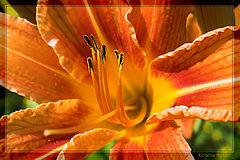 фото "A flower for the Netherlands"
