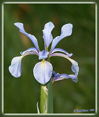 photo "blue rise"