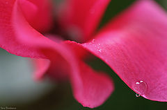 photo "***"