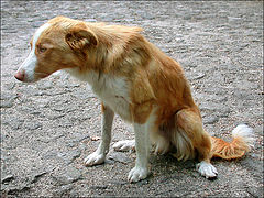 photo "The miserable Dog"