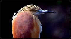 photo "Sharp beak"