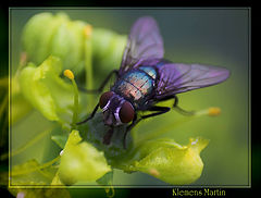 фото "Chatoying Fly"