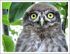фото "My Totoro"