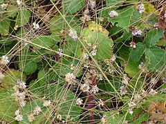 photo "natural net"