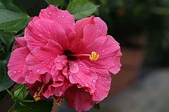 photo "Simply... flowers III"