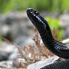 photo "Portrait of the Viper"