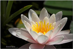 фото "Pink Water Lily"