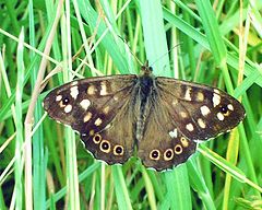 photo "" Speckled Wood ""