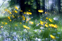 photo "***"