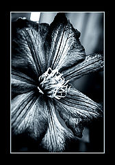 photo "cold"