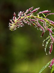 photo "Bow for the night's rain"