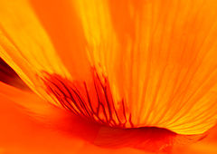 photo "summery fire"