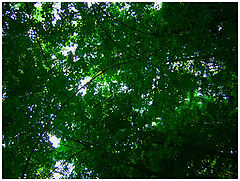 photo "***"