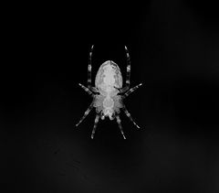 фото "spider#4"