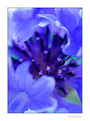 photo "***"