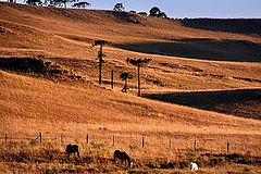 photo "Rural view"