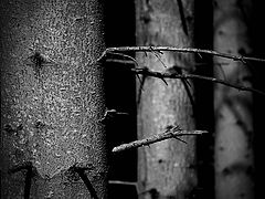 фото "The Forest"