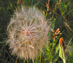 photo "weed whiskers"