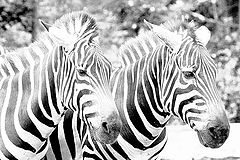 фото "zebras"