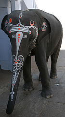 photo "indian series"