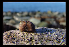 photo "Sea life..."