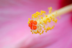 photo "***"