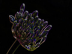 фото "Black Light"
