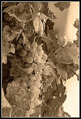 photo "UVA"