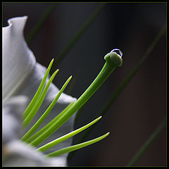 фото "*"