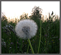 фото "After the Blooming"