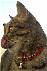 photo "Babalu's Minhamiii"