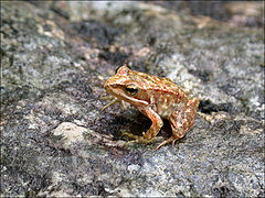 photo "The little Frog of River"