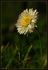фото "*|"