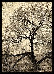 photo "***"