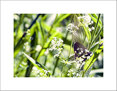 photo "***"