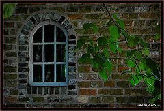 фото "the window"