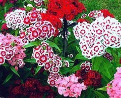 photo "" Sweet William ""