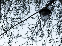 photo "***"