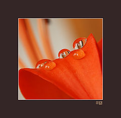 photo "***"