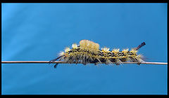 photo "***"