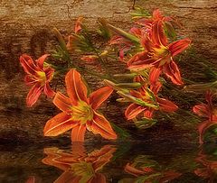 photo "Bathing lilies"