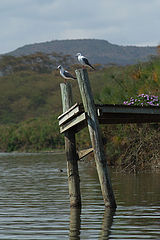 photo "***"