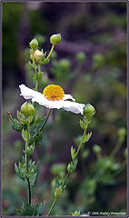 photo "Solitude"